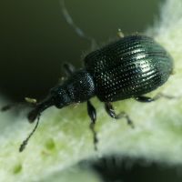 Rhynchitinae