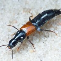 Quedius (Microsaurus)