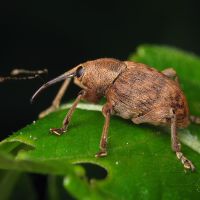 Curculio venosus