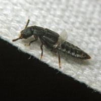 Anotylus rugosus