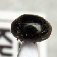 Scymnus rubromaculatus