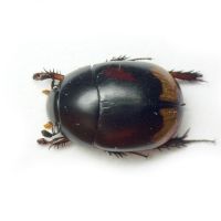 Sphaeridium scarabaeoides