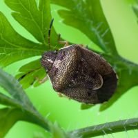 Rubiconia intermedia