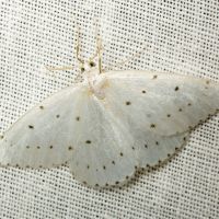Orthostixis cribraria