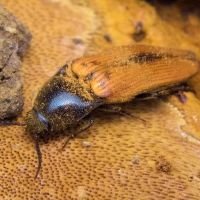 Ampedus (Ampedus) sanguinolentus