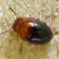 Agathidium nigripenne