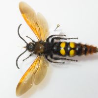 Megascolia maculata maculata