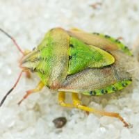 Antheminia lunulata