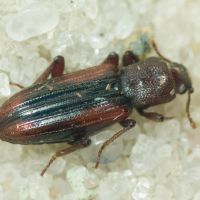 Bothrideres bipunctatus