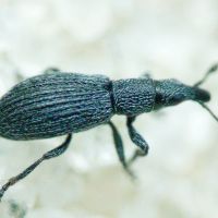 Pseudostenapion simum