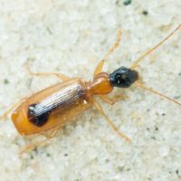 Demetrias monostigma