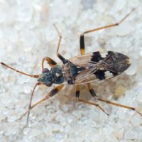 Beosus maritimus