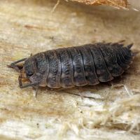 Trachelipus