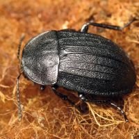 Phosphuga atrata