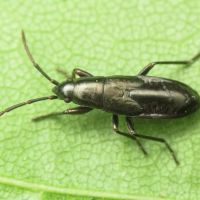 Pterotmetus staphyliniformis