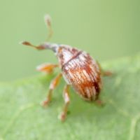 Nanophyes marmoratus