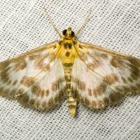 Eurrhypara hortulata