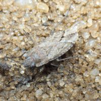 Gonianotus marginepunctatus