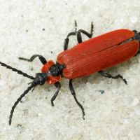 Lygistopterus sanguineus