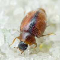 Scymnus limbatus