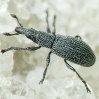 Pseudostenapion simum