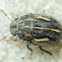 Odontoscelis (Odontoscelis) lineola