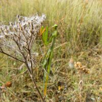 Mantis religiosa