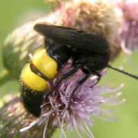 Scolia hirta