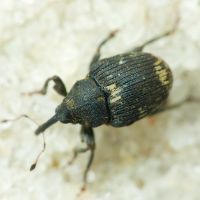 Mogulones