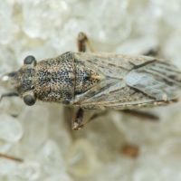 Ortholomus punctipennis
