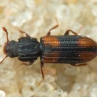 Bitoma crenata