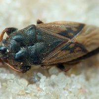 Megalonotus sabulicola