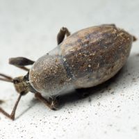 Otiorhynchus raucus