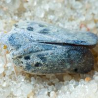 Metcalfa pruinosa