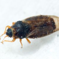 Piesmatidae