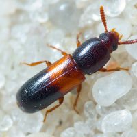 Corticeus fasciatus