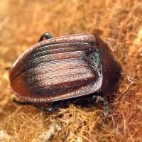 Phosphuga atrata