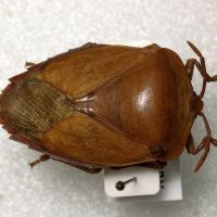 Tessaratoma papillosa