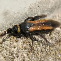 Scolia fuciformis