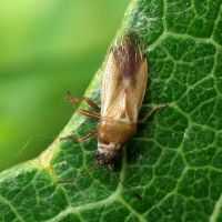 Cymus melanocephalus