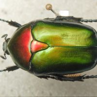 Protaetia cuprea ignicollis
