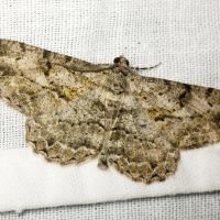 Peribatodes rhomboidaria