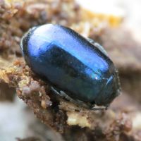 Agelastica alni