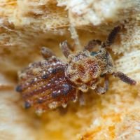 Nosodomodes diabolicus