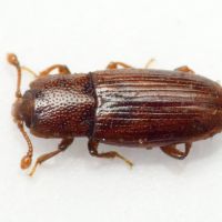 Cerylon histeroides
