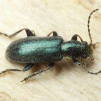 Orsodacne humeralis