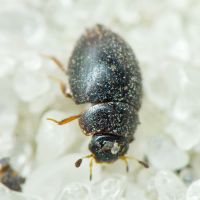 Cercyon