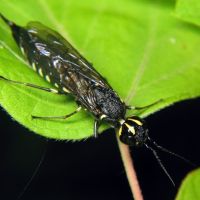 Xiphydria longicollis