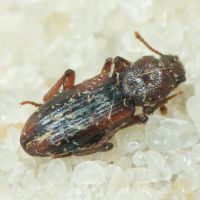 Bothrideres bipunctatus