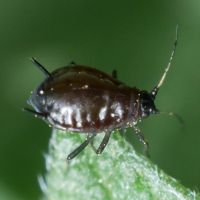 Aphididae